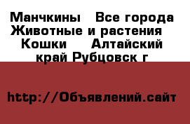 Манчкины - Все города Животные и растения » Кошки   . Алтайский край,Рубцовск г.